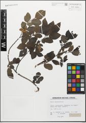 Foto von Salix myrsinifolia Salisb.